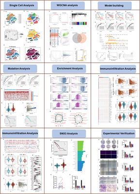 Integrating single-cell RNA-seq and bulk RNA-seq to construct prognostic signatures to explore the role of glutamine metabolism in breast cancer